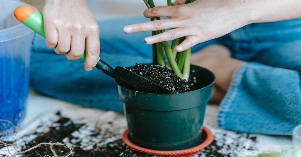 How-to-Start-Organic-Farming-at-your-farm-or-rooftop