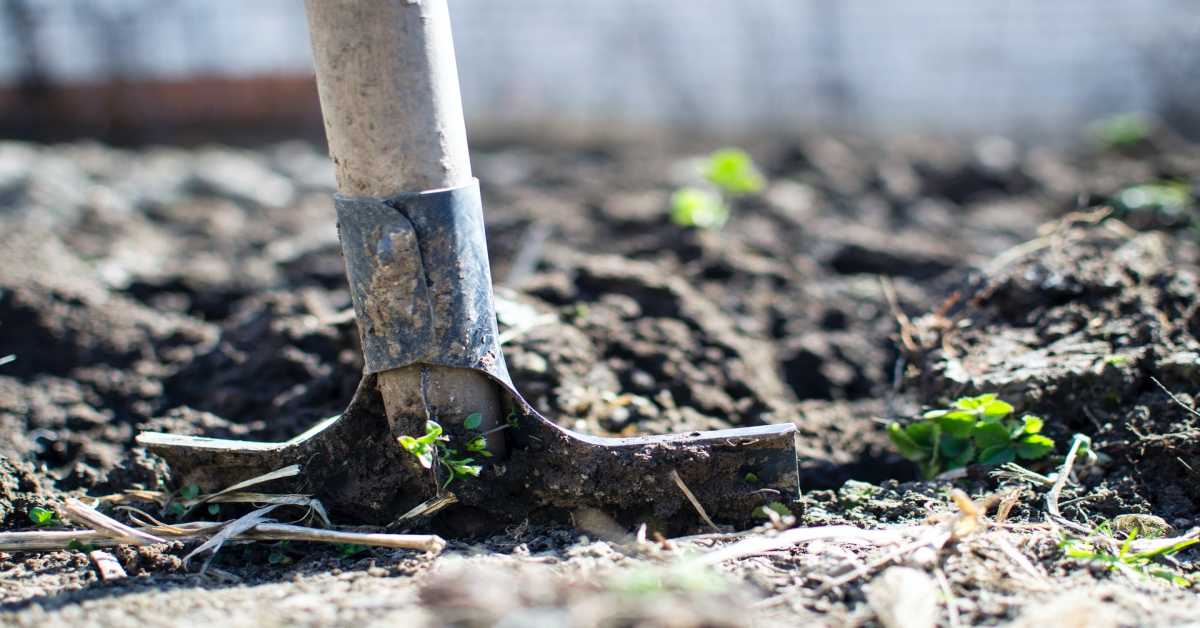 organic-farming