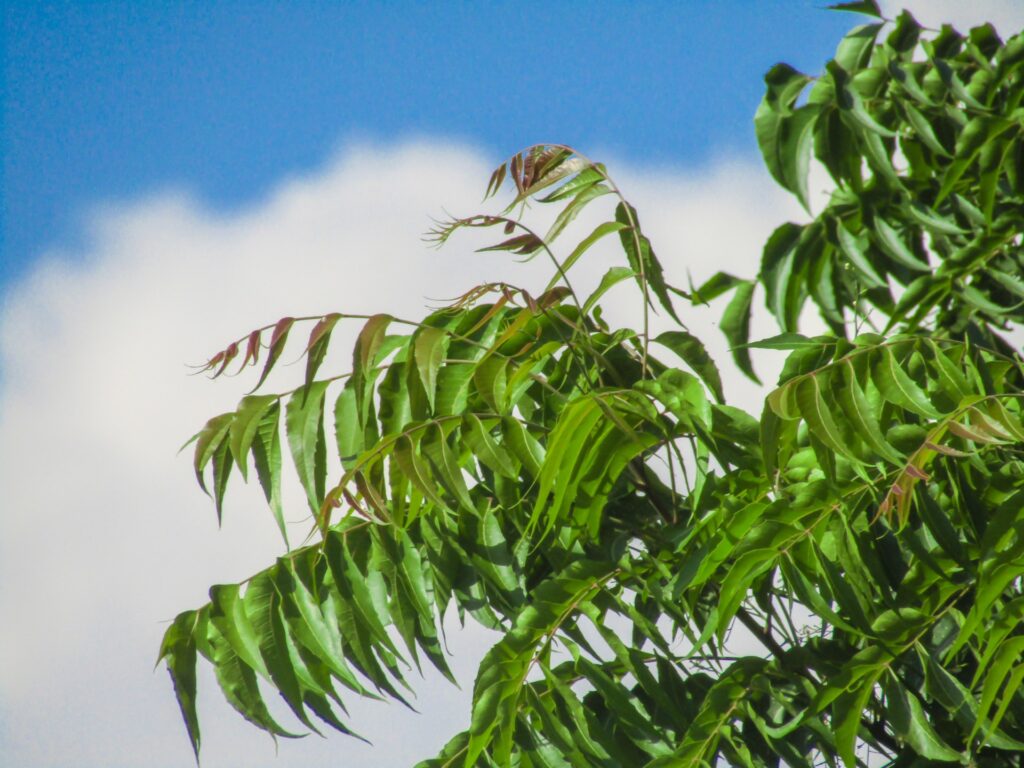 neem-pesticides