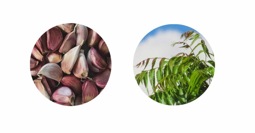 how-to-make-garlic-pesticide