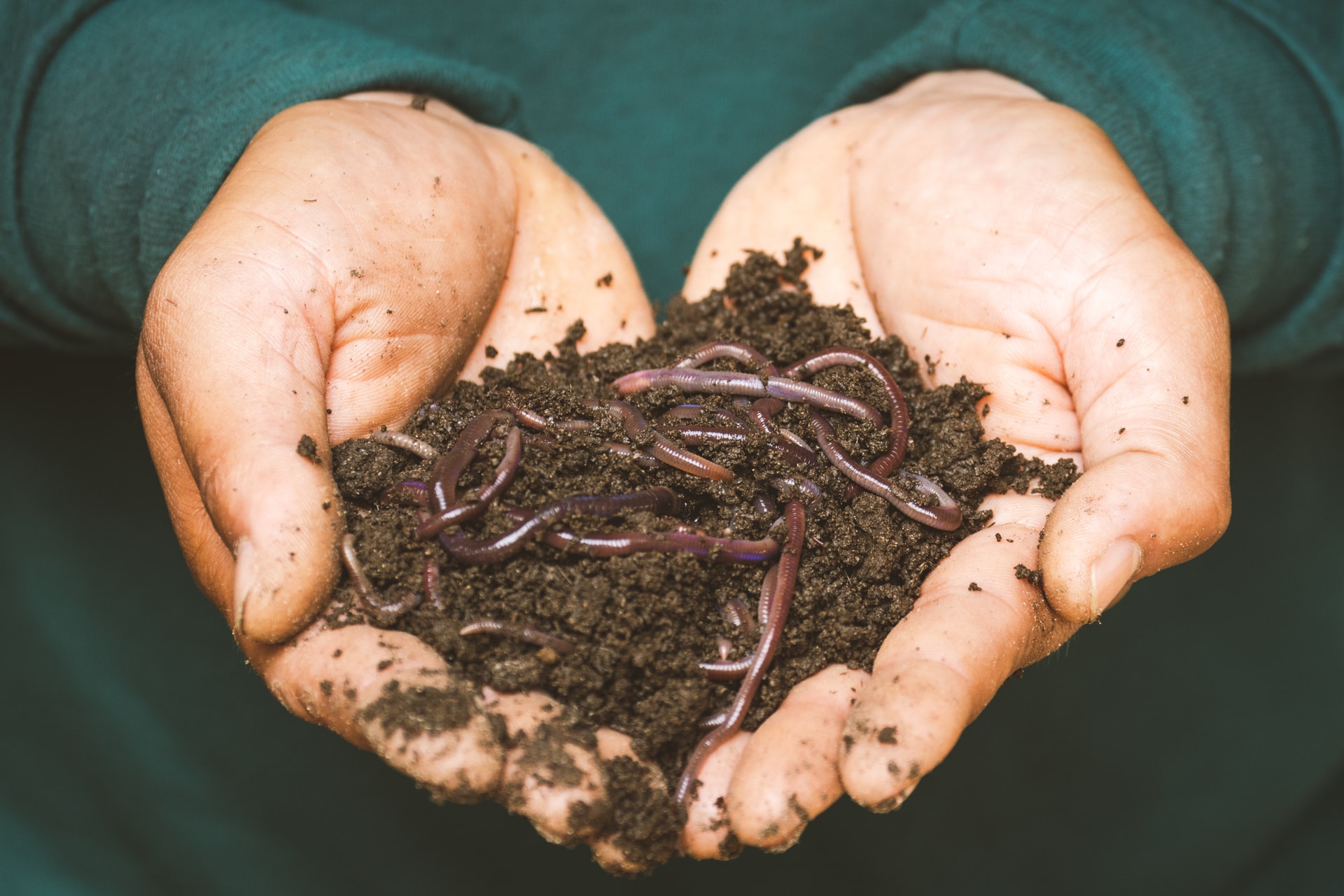 what-is-vermicompost