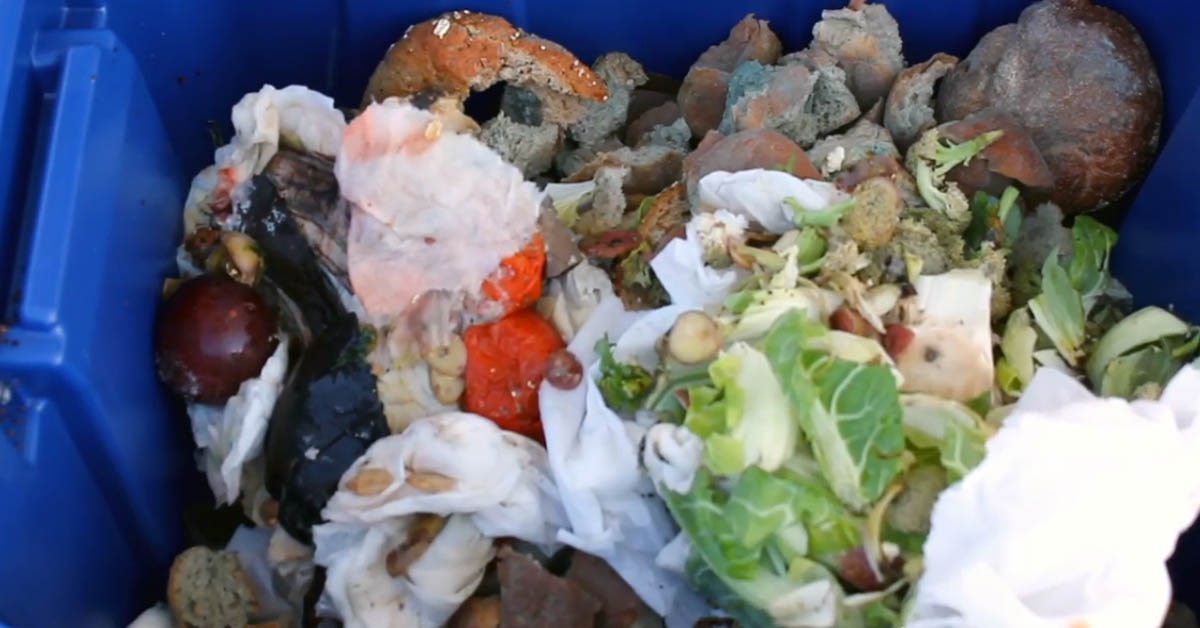 waste food-image