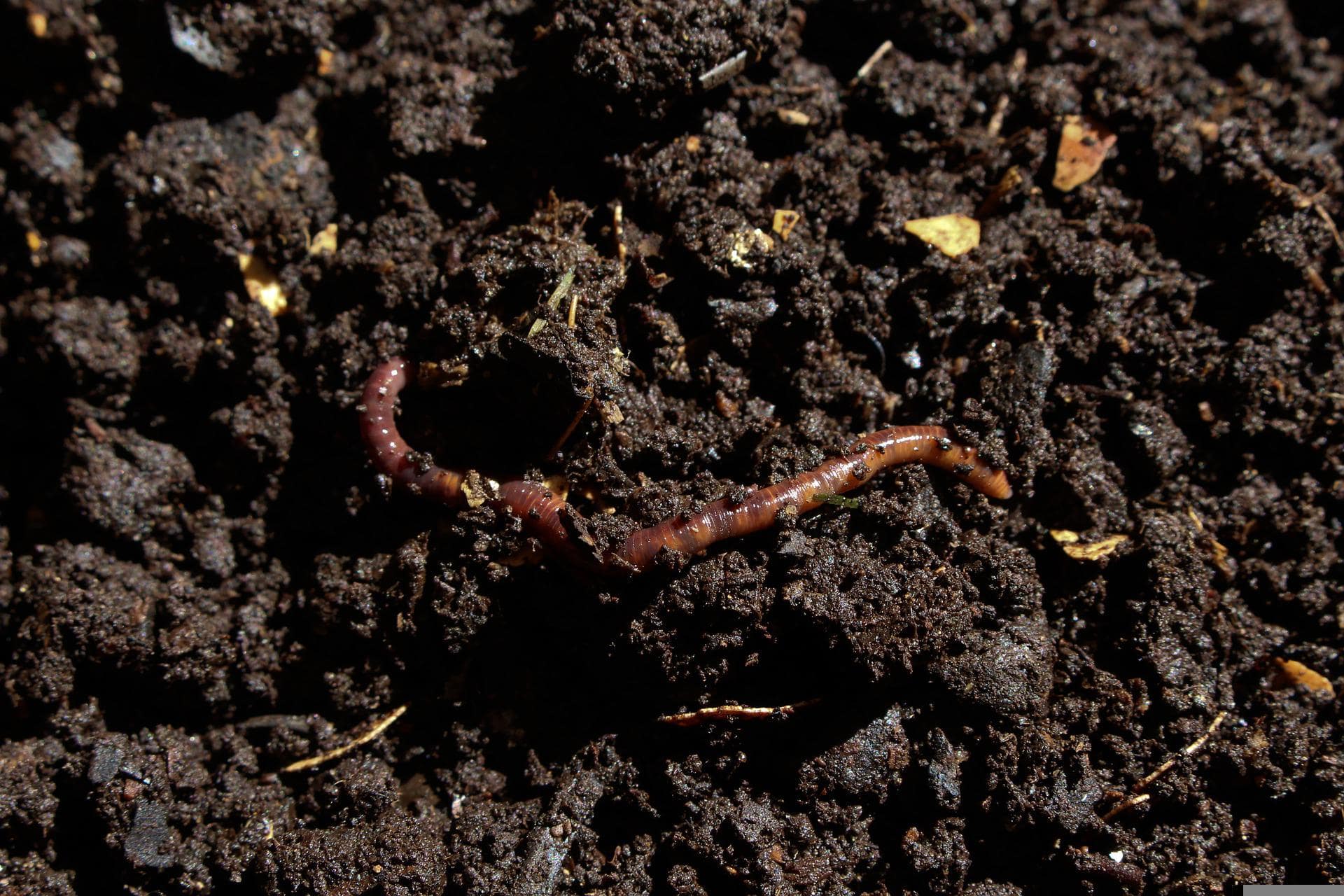 starting-process-of-vermicompost