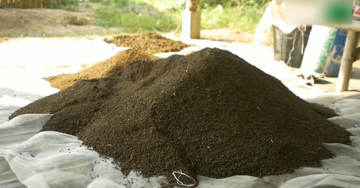 harvesting-of-vermicompost