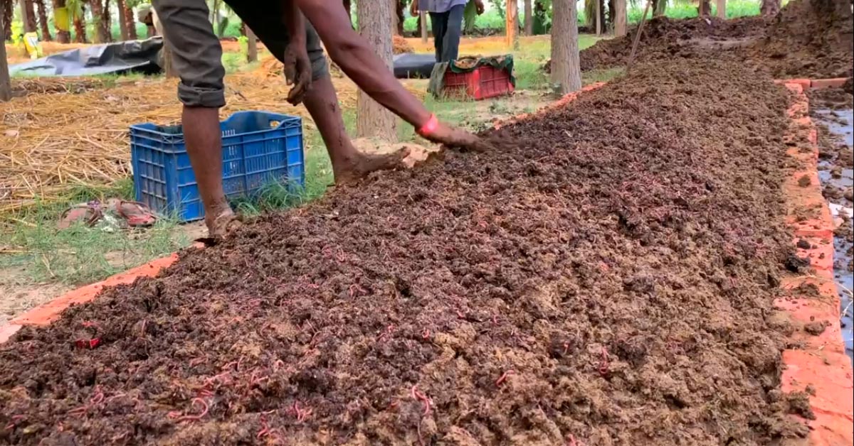 Bulk-harvesting-method-of-vermicompost