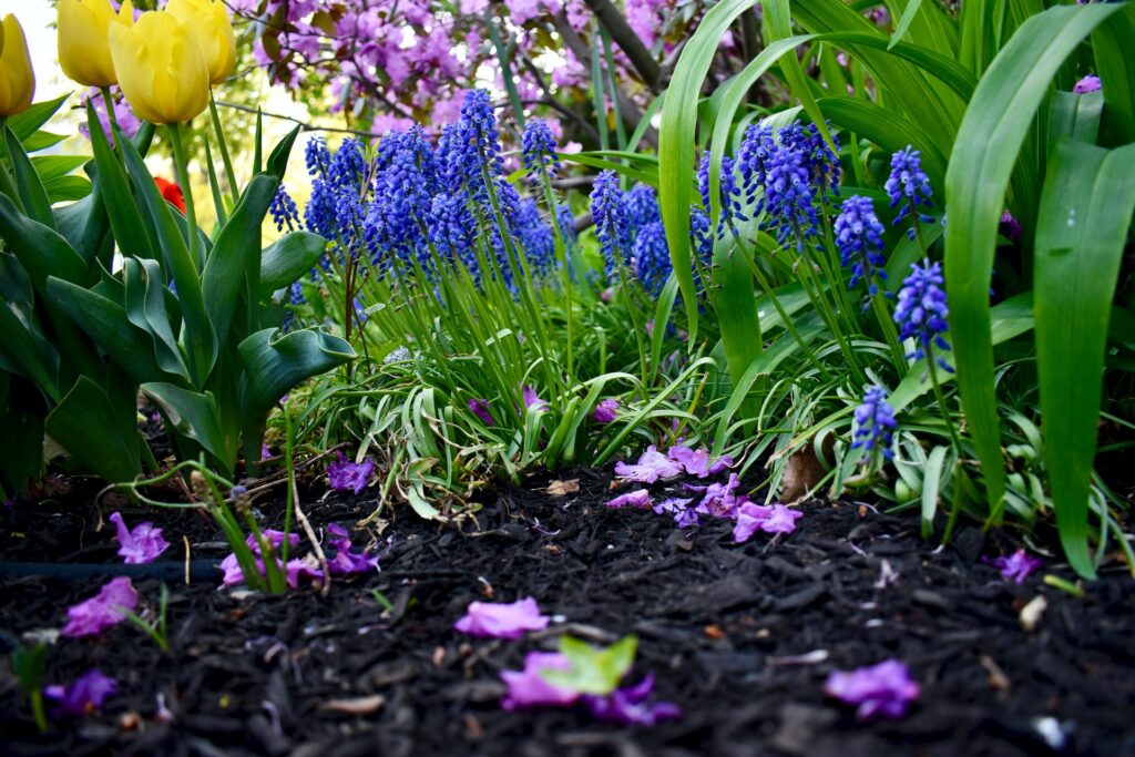How-to-use-leaf-mold-like-mulch