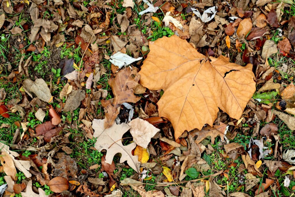 How to Use Leaves for Compost and Mulch