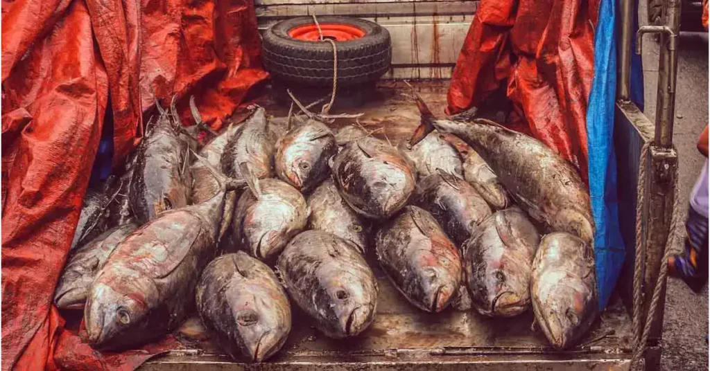 Tuna-Fish-Market-demand