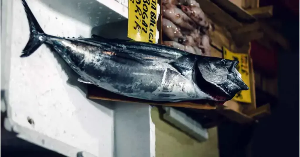 types-of-tuna-fish