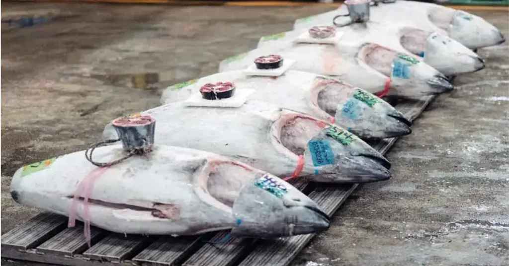 Tuna-Fish-Market-value