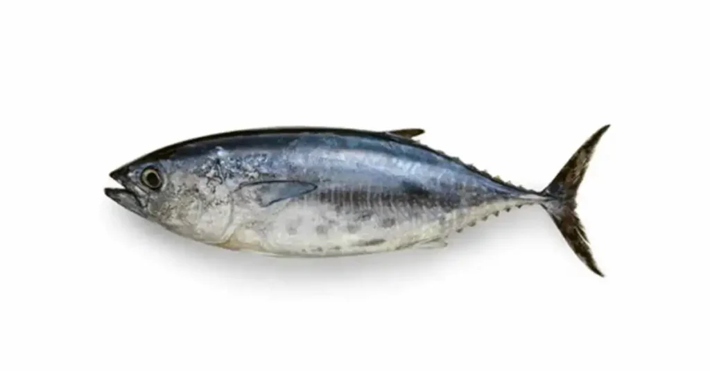 tuna-fish-image