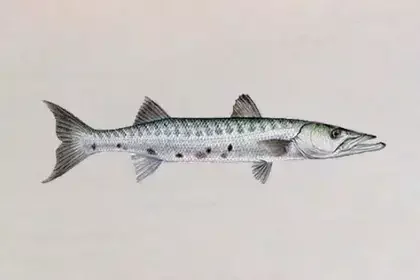 Sheela-Fish