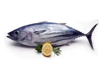 Tuna-fish-in-Telugu