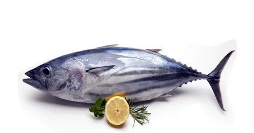 Tuna-fish-in-Telugu