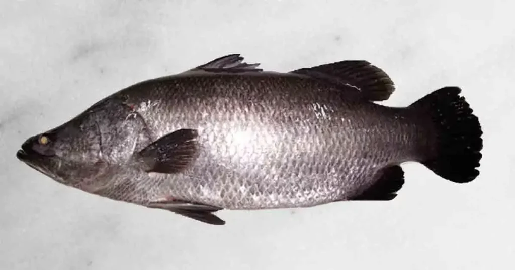 koduva-fish