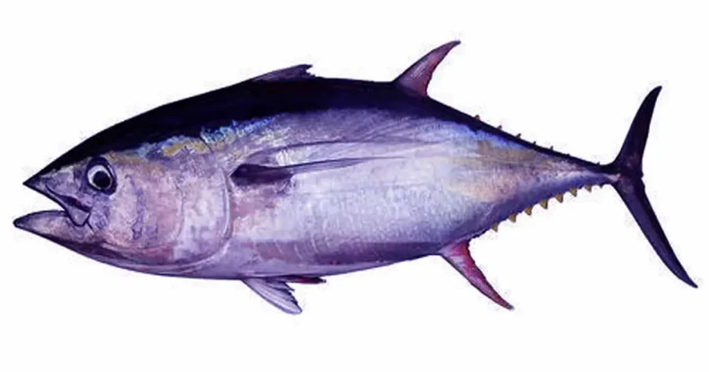 marathi-name-of-tuna-fish