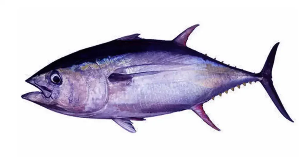 tuna-fish-photo-1