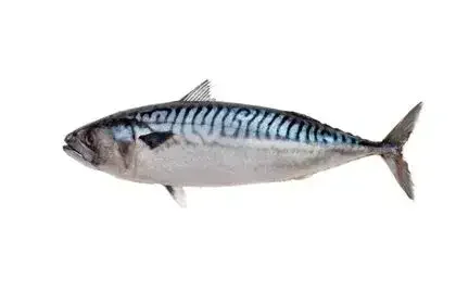 Mackerel-Fish-in-Tamil