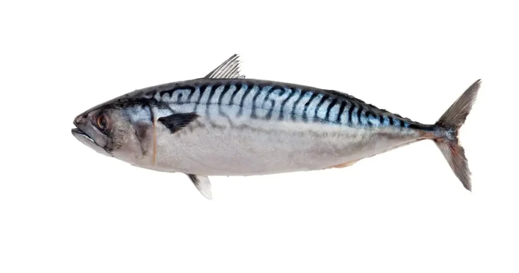 king mackerel fish in tamil