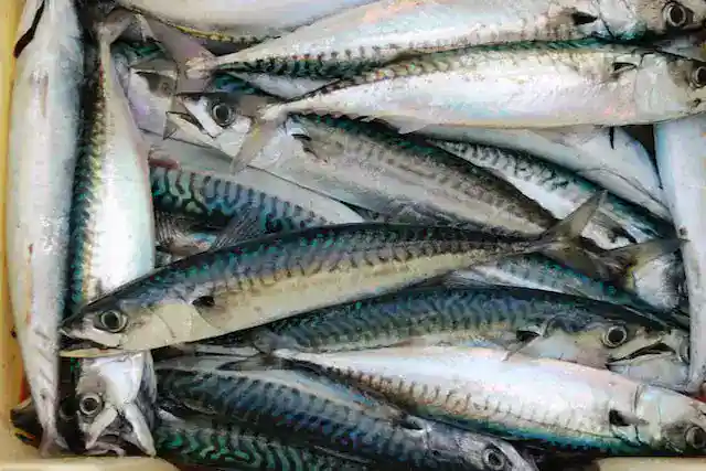 Mackerel-Fish-photo-3