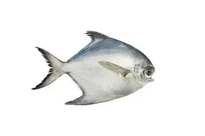 Pomfret-fish-in-Tamil
