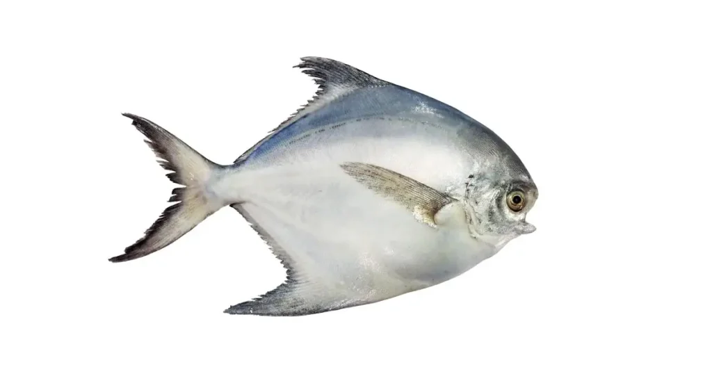 Pomfret-fish-in-Tamil
