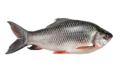 Rohu-fish-in-Tamil