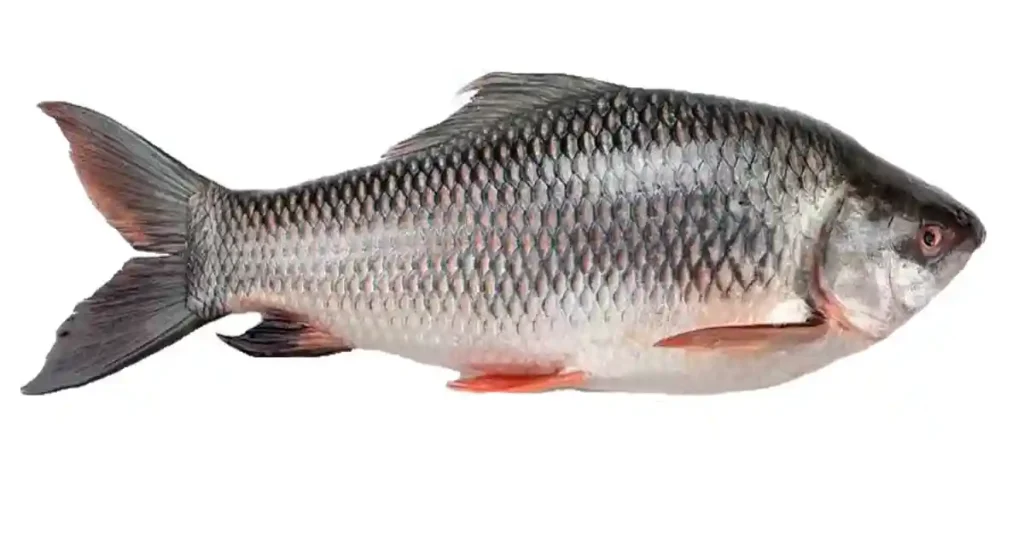 Rohu-fish-in-Tamil