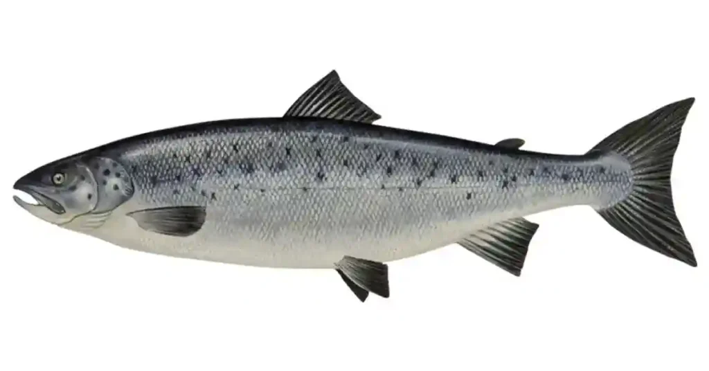 Salmon-Fish-in-Malayalam