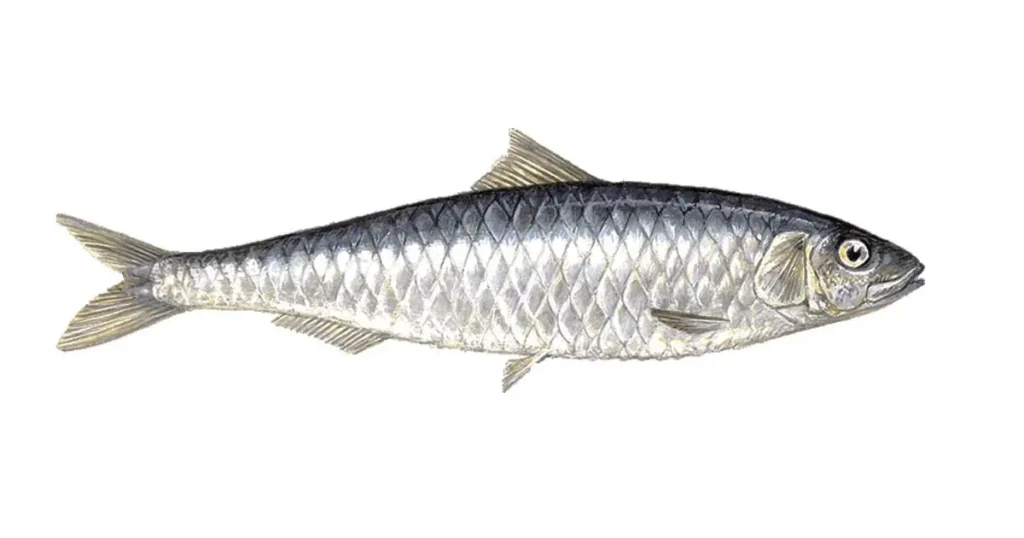 Sardine-fish-in-Tamil