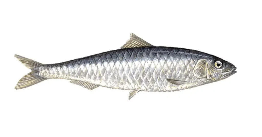 sardine-fish-in-tamil-name-7-benefits-nutrient-types-price