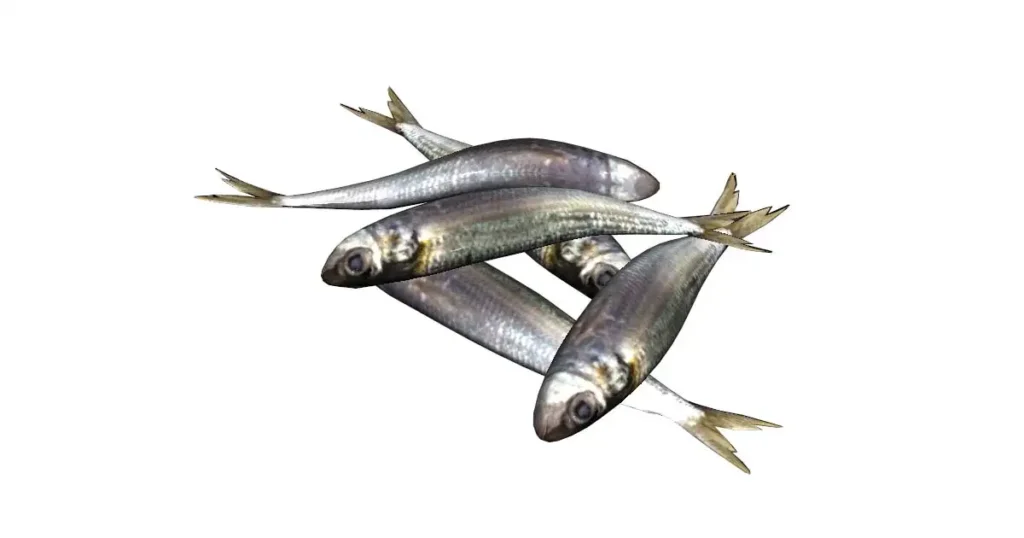 sardine-fish-in-Tamil-1