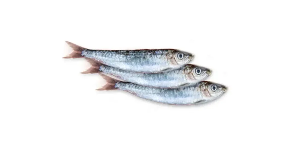 sardine-fish-in-Tamil-2