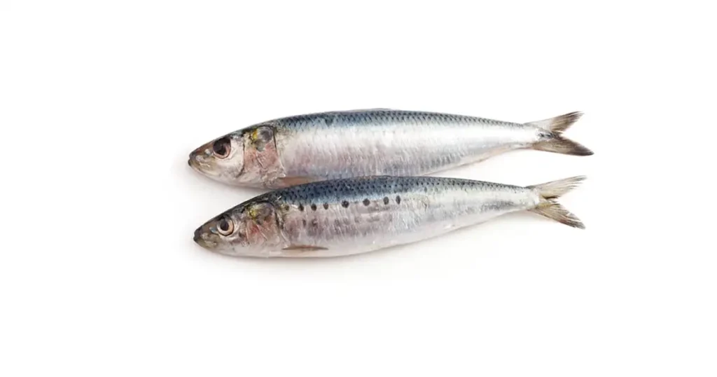 sardine-in-tamil