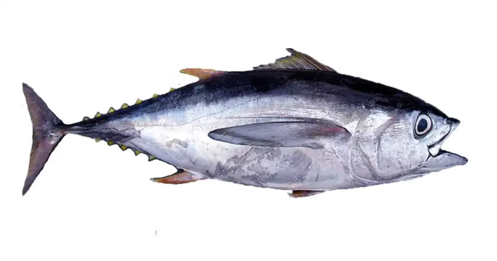 tuna-fish-in-malayalam