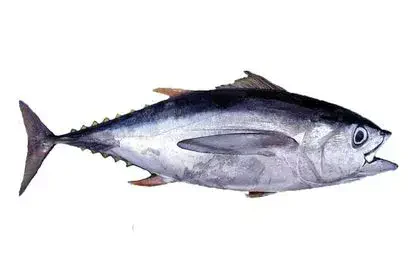 tuna-fish-in-malayalam