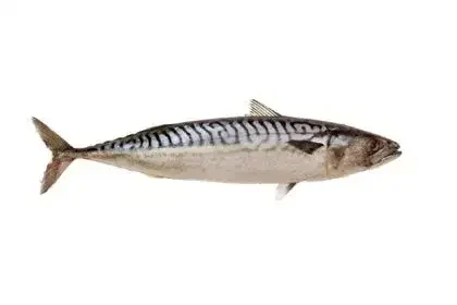 King-or-Seer-fish-in-Tamil