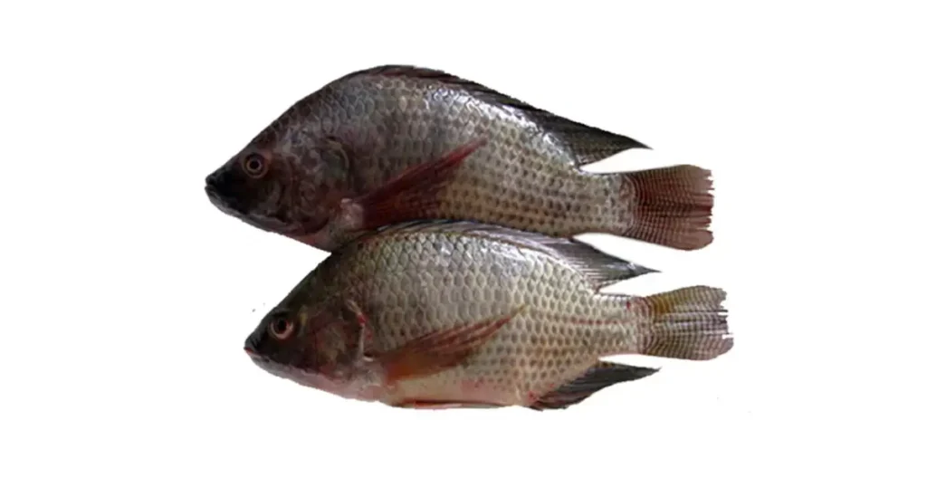 Fish Names In Tamil Discount Deals | www.pinnaxis.com