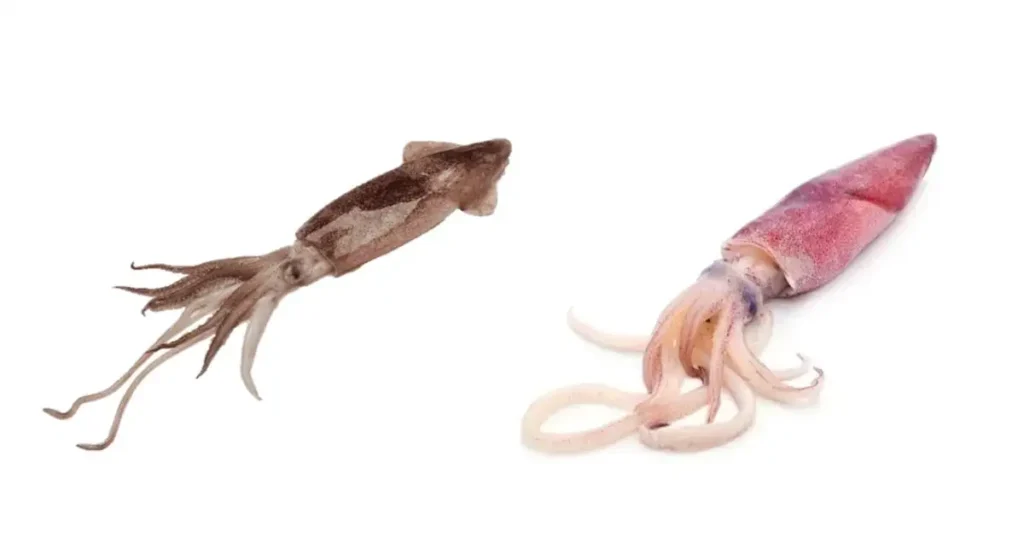 types-of-squid-fish