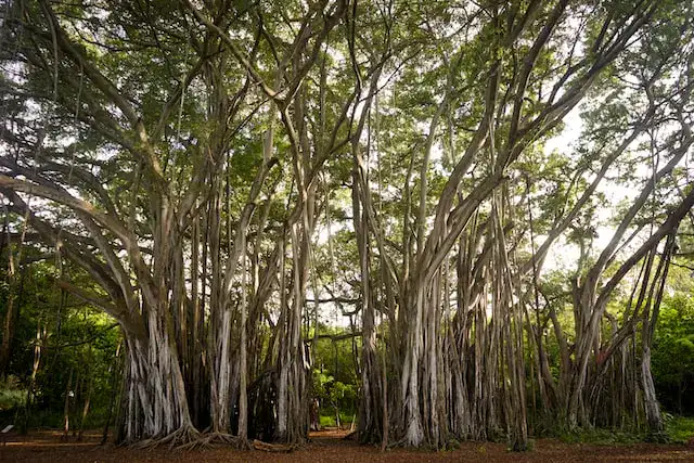 Banyan-Tree-photo