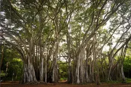 Banyan-Tree-in-Telugu