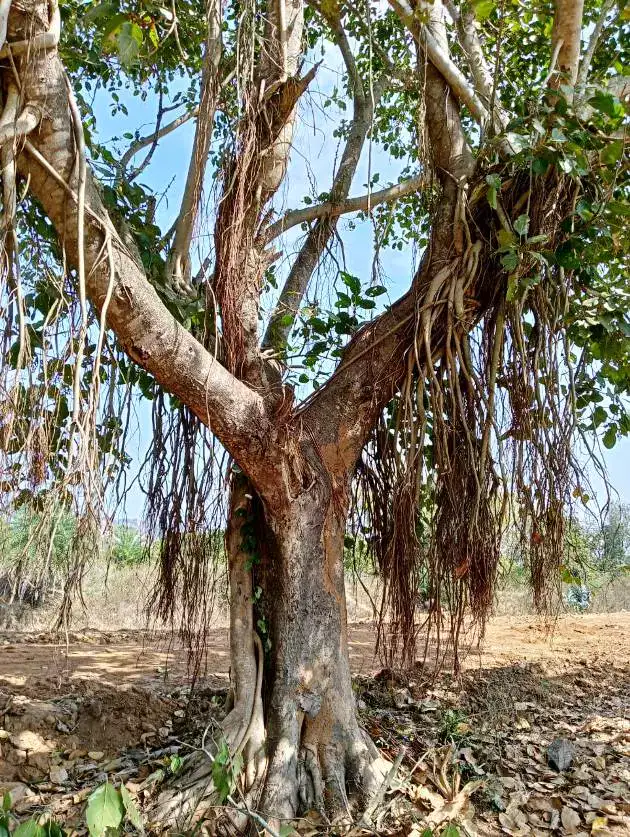 Banyan-Tree-photo