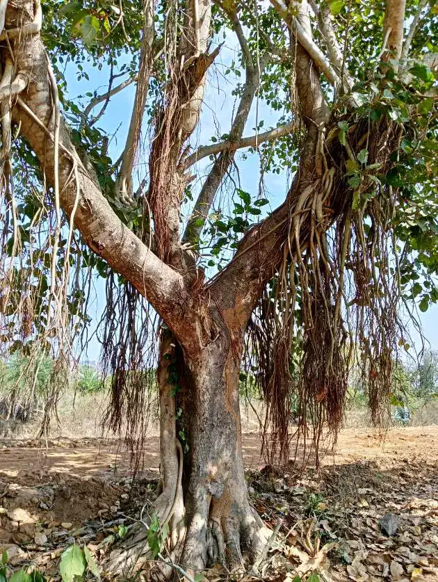  Banyan Tree In Tamil Name 4 Benefits Types Nutrients Facts 