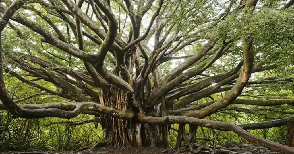 Banyan-Tree-photo