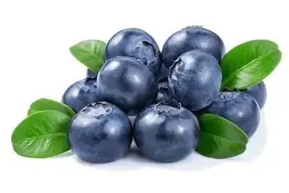 Blueberry-in-Tamil