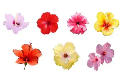 Hibiscus In Marathi Name 4 Benefits