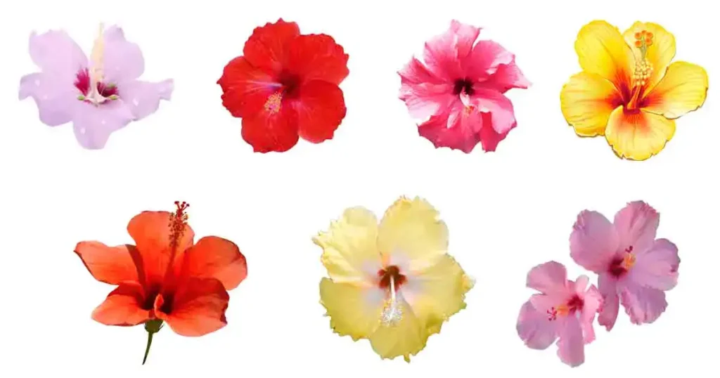 hibiscus-in-marathi-name-4-benefits-nutrients-types-price