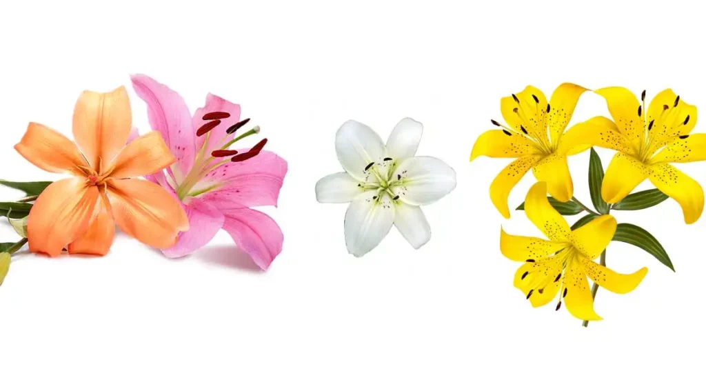 lily-flower-in-hindi-name-11-types-proper-way-to-plant-faq-etc