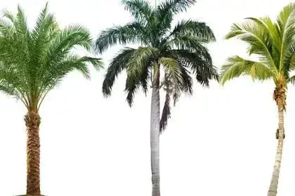 Palm-tree-in-Tamil