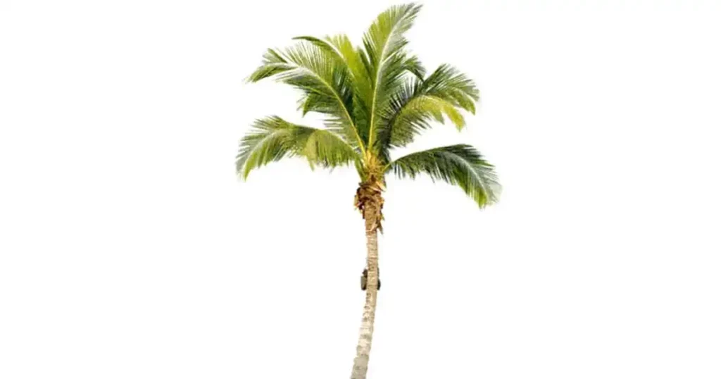 Palm-tree-photo